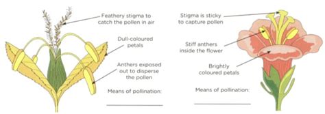 Explain Sexual Reproduction In A Hibiscus Flower