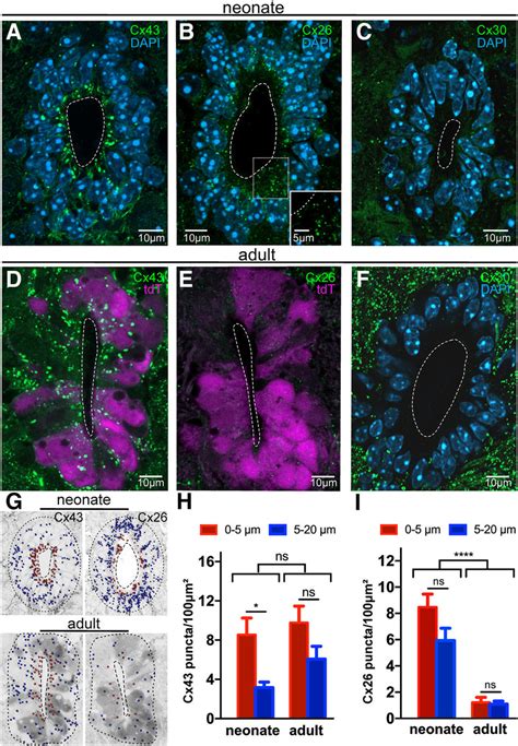 Molecular Basis Of Gap Junction Coupling In The Neonatal And Adult Cc