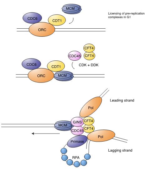 Faithful Dna Replication Requires Regulation Of Cdk Activity By