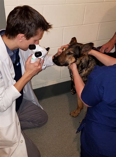 Angell Provided Free Eye Exams for 28 Service Dogs in May • MSPCA-Angell