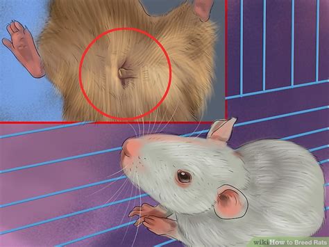 How To Breed Rats 14 Steps With Pictures Wikihow