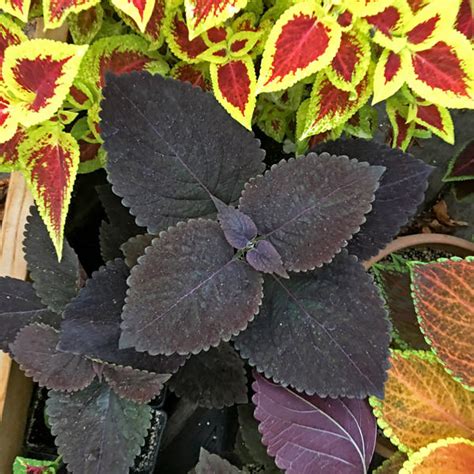 Coleus Seeds | 42 Varieties | Annual Flower Seeds