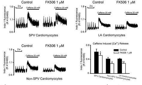 Figure 4 From Increased Ca2 Sparks And Sarcoplasmic Reticulum Ca2