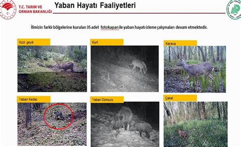 Fotokapana yaban kedisi yakalandı Trabzon Haber Haber61