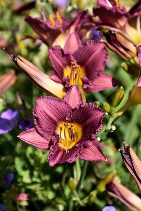 Purple D Oro Daylily Hemerocallis Purple De Oro In Inver Grove Heights Minnesota Mn At