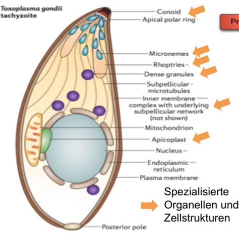 Protozoen Flashcards Quizlet