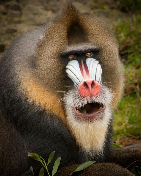 A Mandrill Eating Photograph By Richard Balison Pixels