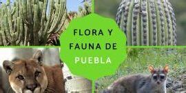 Explorando La Exuberante Flora Y Fauna De Jalisco Descubre La Riqueza