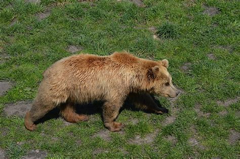 Free photo: bear, brown bear, fur, animal world, dangerous, animal ...