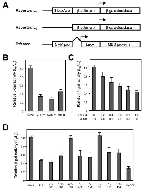 Transcriptional Repression Activity And The Location Of Transcriptional