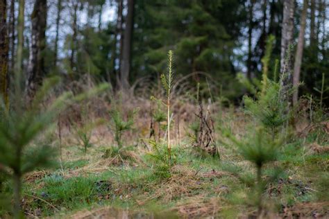 Wildschäden im Wald Forst erklärt