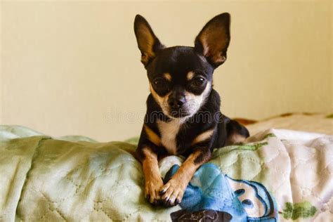 Lovely Little Black Chihuahua Puppy Stock Image - Image of domestic ...