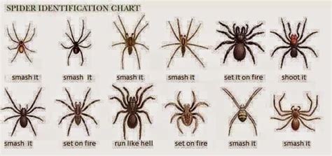 Texas Brown Recluse Spider Identification Chart