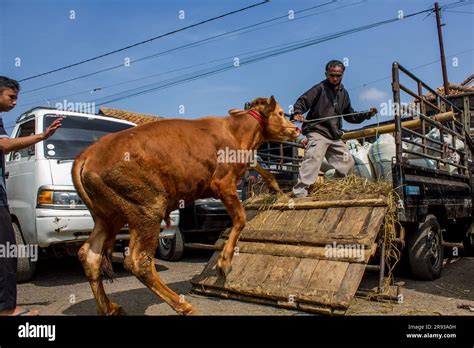 Tanjungsari West Java Indonesien 24 Juni 2023 Ein Mann lädt Rinder