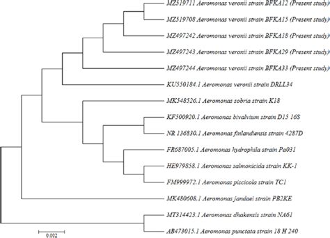 Unrooted Phylogenetic Trees Based On 16s Rrna Gene Sequences With 1000