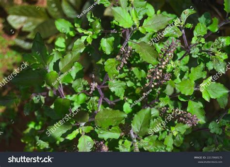 Tulsi Known Holy Basil Medicinal Plant Stock Photo 2217868175 ...