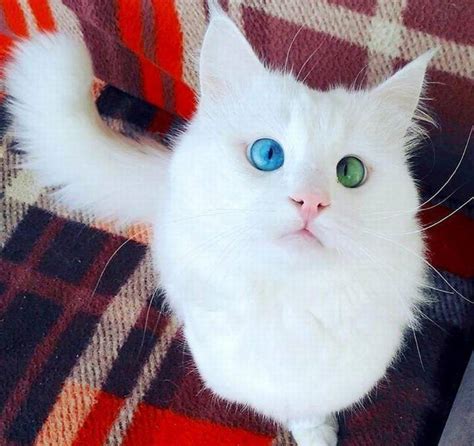 This beautiful fluffy cross-eyed cat has the most mesmerizing eyes (Gallery)