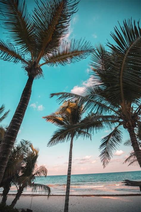 Three Coconut Trees On Seashore Fotos De Paisagem Lindas Paisagens