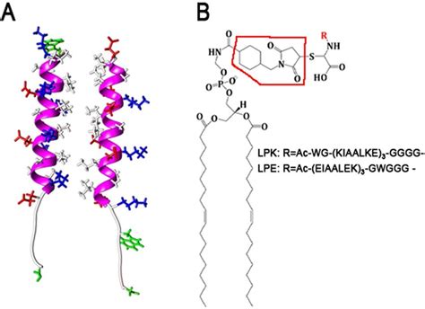 (A) Coiled-coil structure of peptides K and E with the helical backbone ...