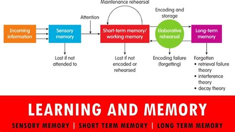 Learning And Memory Domains Of Learning Types Of Memory Sensory