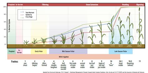 What Are The Appropriate Growth Stages Of Wheat To Apply Nitrogen Fertilizer