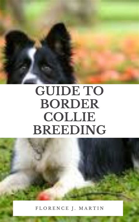 Guide To Border Collie Breeding Border Collie Was Selectively Bred For