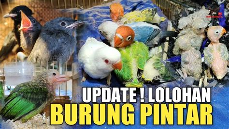 Terbaru Ini Tempatnya Burung Lolohan Pintar Paling Banyak Di Cari Di