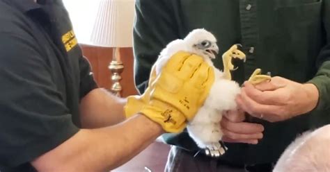 Peregrine Falcon Chicks Get Banded At Cathedral Of Learning Cbs