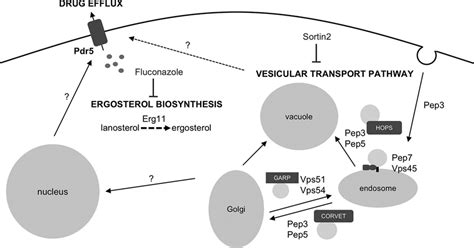 Schematic Overview Of The Role Of Vesicular Transport In Susceptibility