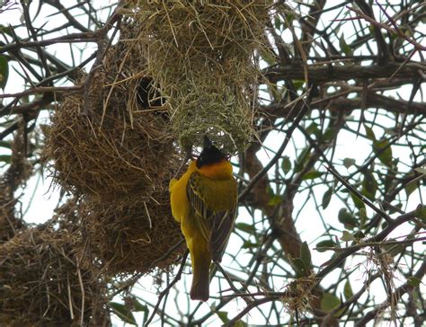 Black Headed Weaver Ploceus Cucullatus Male Serengeti Flickr