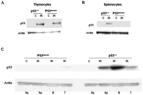 Expression Of P53 In Lymphocytes Of P53 Rev Rev Mice A Western Blot Download Scientific