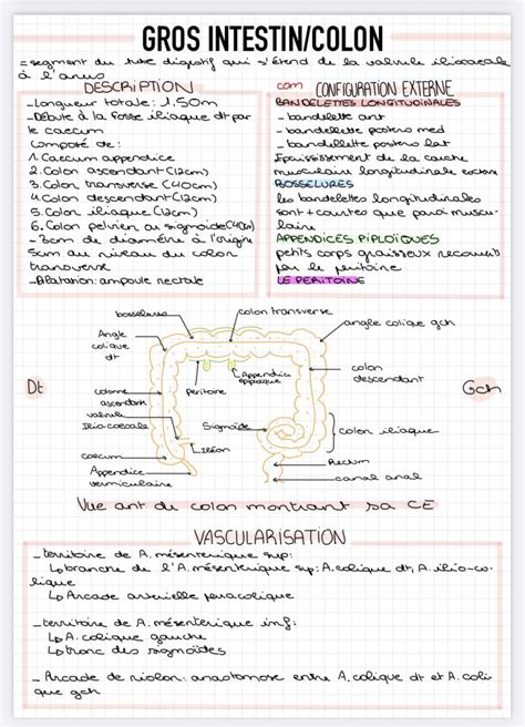 Fiche Revision Medecine Anatomie Systeme Digestif Anatomy Studying