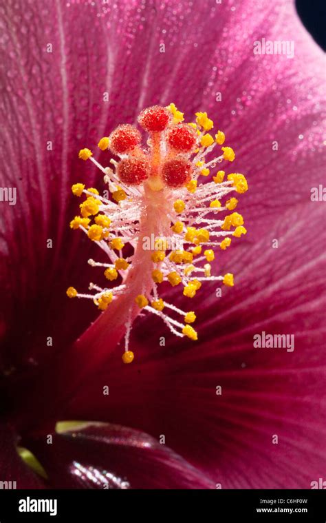 Stigma and anthers of a mauve hibiscus flower Stock Photo - Alamy