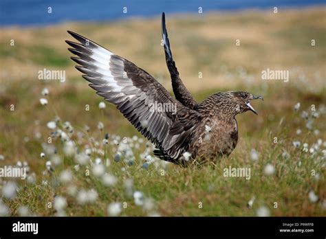 Great Skua Stercorarius Skua Runde Hi Res Stock Photography And Images