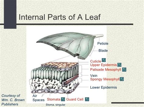 Leaf anatomy