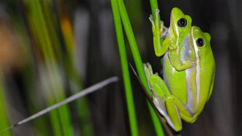 Female Green Tree Frogs Noise Canceling Lungs Help Them Hear Mates Science News