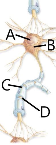 Chapter 12 Nervous System Nervous Tissue Flashcards Quizlet