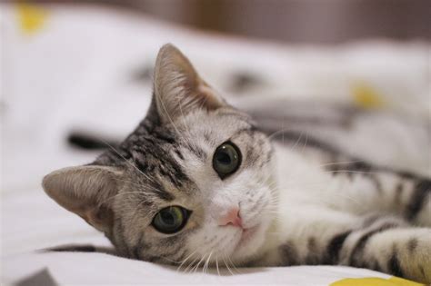 超过 3000000 张关于“Cat´S-Cradle”和“Cat”的免费图片 - Pixabay