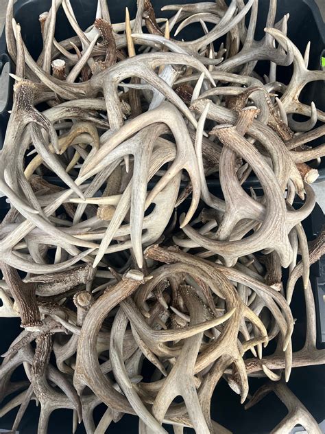 Bulk Deer Antlers Naturally Shed Real Whitetail Deer Antler Craft Grade