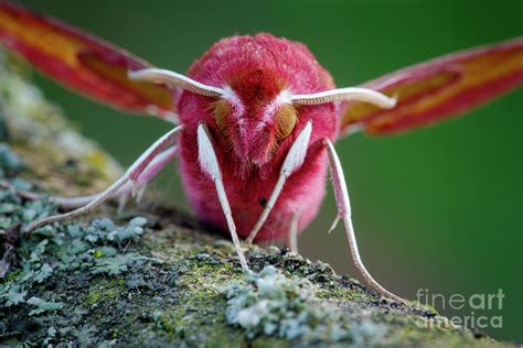 Small Elephant Hawk Moth Photograph By Heath Mcdonald Science Photo