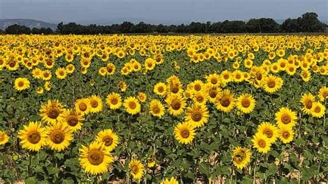 Sunflower Field Zoom Background