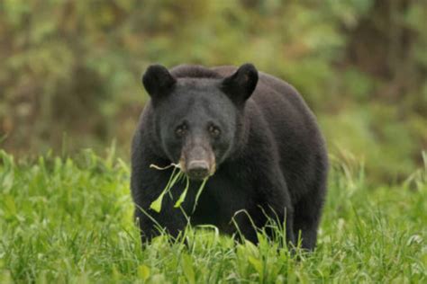 Louisiana Black Bear Lawsuit | Sierra Club