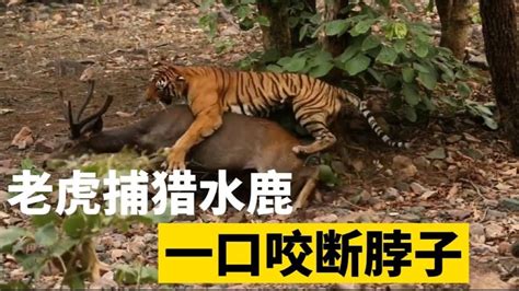 百兽之王老虎狩猎现场，血脉压制万物，目之所及都是口中餐 Youtube