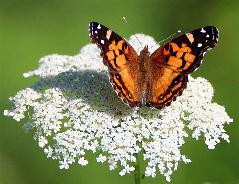 American Lady - Alabama Butterfly Atlas