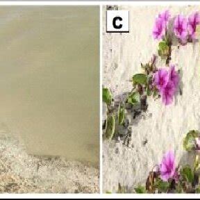 Isolated of Rhizobium bacteria culture. | Download Scientific Diagram