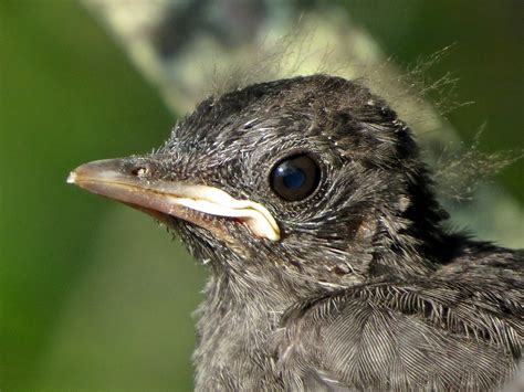 Gray Catbird Fledgling Crane Beach Ipswich Ma 72815 Flickr