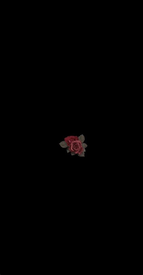 A Single Red Rose Sitting In The Dark