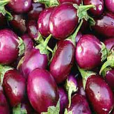 Fine Delicious Taste And Healthy Purple Fresh Brinjal Cas No 1806 34 4