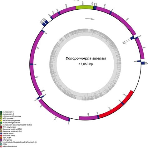 Mitochondrial Genome Map Of C Sinensis Colors In The Figure Represent Download Scientific