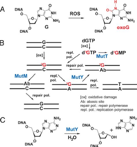 Generation And Repair Of Oxog C And Oxog A Lesions In Dna A